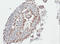 Poly(ADP-Ribose) Polymerase Family Member 3 antibody, ALX-210-971-R100, Enzo Life Sciences, Immunohistochemistry frozen image 