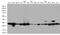 Cyclin Dependent Kinase 2 antibody, M00166-2, Boster Biological Technology, Western Blot image 