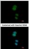 Zinc Finger Protein 584 antibody, NBP2-21029, Novus Biologicals, Immunofluorescence image 