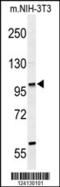 Zinc Finger Protein 451 antibody, 64-043, ProSci, Western Blot image 