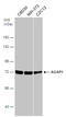 ArfGAP With GTPase Domain, Ankyrin Repeat And PH Domain 1 antibody, GTX106298, GeneTex, Western Blot image 