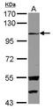 Exostosin Like Glycosyltransferase 3 antibody, GTX114396, GeneTex, Western Blot image 