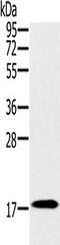 Ring Finger Protein 122 antibody, TA351601, Origene, Western Blot image 