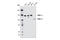 ELKS/RAB6-Interacting/CAST Family Member 1 antibody, 2884S, Cell Signaling Technology, Western Blot image 