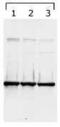Tyrosine 3-Monooxygenase/Tryptophan 5-Monooxygenase Activation Protein Gamma antibody, MA1-16587, Invitrogen Antibodies, Western Blot image 