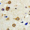 Diacylglycerol Kinase Kappa antibody, LS-C358962, Lifespan Biosciences, Immunohistochemistry frozen image 