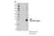 Nucleolar Protein 3 antibody, 38916S, Cell Signaling Technology, Western Blot image 