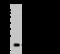 Interleukin 5 antibody, 15673-R225, Sino Biological, Western Blot image 