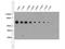 Non-structural protein V antibody, 14440-1-AP, Proteintech Group, Western Blot image 