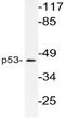 p53 antibody, AP21106PU-N, Origene, Western Blot image 