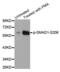 SMAD Family Member 1 antibody, abx000346, Abbexa, Western Blot image 