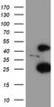 Centromere protein H antibody, TA503912S, Origene, Western Blot image 