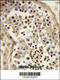 Thymus, Brain And Testes Associated antibody, 63-590, ProSci, Immunohistochemistry paraffin image 