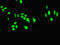 TAR DNA Binding Protein antibody, LS-C679727, Lifespan Biosciences, Immunofluorescence image 