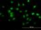 Phosphodiesterase 6D antibody, H00005147-M06, Novus Biologicals, Immunofluorescence image 
