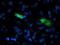 Sedoheptulokinase antibody, NBP2-00986, Novus Biologicals, Immunofluorescence image 