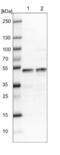 LIM domain-binding protein 1 antibody, NBP1-85573, Novus Biologicals, Western Blot image 