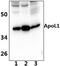 Apolipoprotein L1 antibody, PA5-75388, Invitrogen Antibodies, Western Blot image 