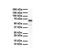 Solute Carrier Family 5 Member 5 antibody, NBP1-59851, Novus Biologicals, Western Blot image 