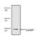 Vesicle Associated Membrane Protein 2 antibody, NBP1-19332, Novus Biologicals, Western Blot image 