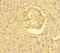FERM, RhoGEF and pleckstrin domain-containing protein 2 antibody, A59090-100, Epigentek, Immunohistochemistry paraffin image 