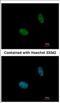 N-Acetylneuraminate Synthase antibody, NBP2-19470, Novus Biologicals, Immunofluorescence image 