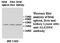 AlkB Homolog 4, Lysine Demethylase antibody, MBS415474, MyBioSource, Western Blot image 