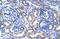 CAMP Responsive Element Binding Protein 3 Like 2 antibody, GTX44627, GeneTex, Immunohistochemistry paraffin image 