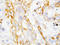 Defensin Beta 1 antibody, LS-C312609, Lifespan Biosciences, Immunohistochemistry frozen image 
