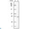 c-Kit antibody, LS-C812427, Lifespan Biosciences, Immunohistochemistry paraffin image 
