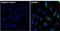 Inner Membrane Mitochondrial Protein antibody, PA3-870, Invitrogen Antibodies, Immunofluorescence image 