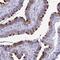 Tetratricopeptide Repeat Domain 30A antibody, HPA051714, Atlas Antibodies, Immunohistochemistry paraffin image 