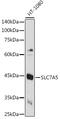 Solute Carrier Family 7 Member 5 antibody, GTX64379, GeneTex, Western Blot image 