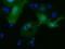 MOB Kinase Activator 3B antibody, LS-C115475, Lifespan Biosciences, Immunofluorescence image 