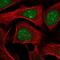 WD Repeat Domain 55 antibody, NBP2-30625, Novus Biologicals, Immunofluorescence image 