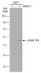 Nuclear Receptor Subfamily 2 Group F Member 1 antibody, GTX104801, GeneTex, Western Blot image 