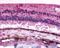 Retinal G Protein Coupled Receptor antibody, NLS1044, Novus Biologicals, Immunohistochemistry paraffin image 