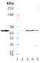 N-Ethylmaleimide Sensitive Factor, Vesicle Fusing ATPase antibody, M00585, Boster Biological Technology, Western Blot image 