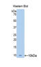 Mucin 5B, Oligomeric Mucus/Gel-Forming antibody, LS-C303031, Lifespan Biosciences, Western Blot image 