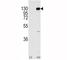 Fibroblast Growth Factor Receptor 1 antibody, F50613-0.4ML, NSJ Bioreagents, Western Blot image 