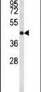 Cyclin Dependent Kinase 19 antibody, PA5-26091, Invitrogen Antibodies, Western Blot image 