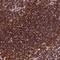 Aladin WD Repeat Nucleoporin antibody, HPA040086, Atlas Antibodies, Immunohistochemistry frozen image 