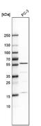 Inositol Hexakisphosphate Kinase 1 antibody, NBP1-92026, Novus Biologicals, Western Blot image 