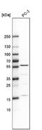 IPK6 antibody, NBP1-92026, Novus Biologicals, Western Blot image 