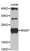 O-6-Methylguanine-DNA Methyltransferase antibody, STJ24548, St John