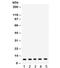 FXYD Domain Containing Ion Transport Regulator 1 antibody, R31781, NSJ Bioreagents, Western Blot image 