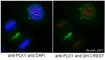 Polo Like Kinase 1 antibody, ab17057, Abcam, Immunofluorescence image 