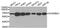 KH RNA Binding Domain Containing, Signal Transduction Associated 1 antibody, abx007308, Abbexa, Western Blot image 