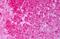 HSP90 antibody, MBS245847, MyBioSource, Immunohistochemistry frozen image 