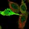 Kynureninase antibody, HPA031686, Atlas Antibodies, Immunofluorescence image 